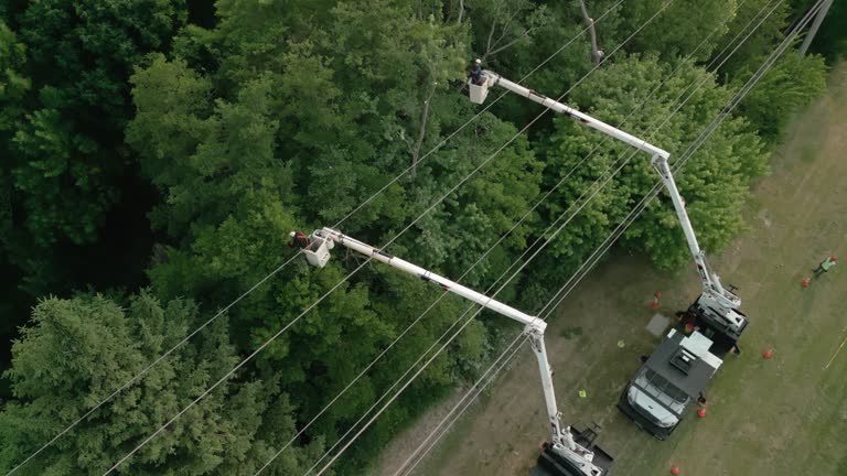 How Our Tree Care Process Works  in Linden, AZ